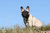 BOULEDOGUE FRANCAIS 495